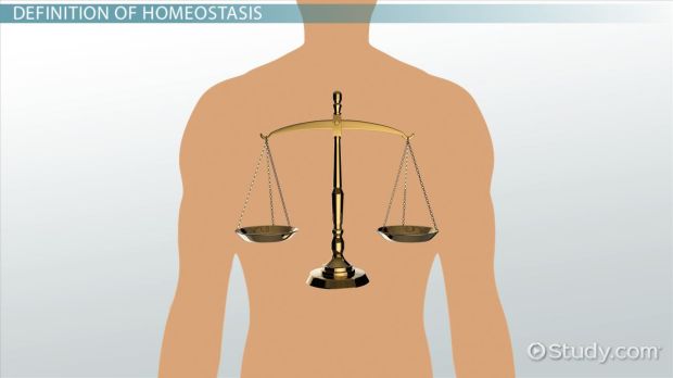 what-is-homeostasis-definition-examples-quiz_01012529_109856